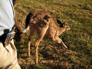 Deer in corral