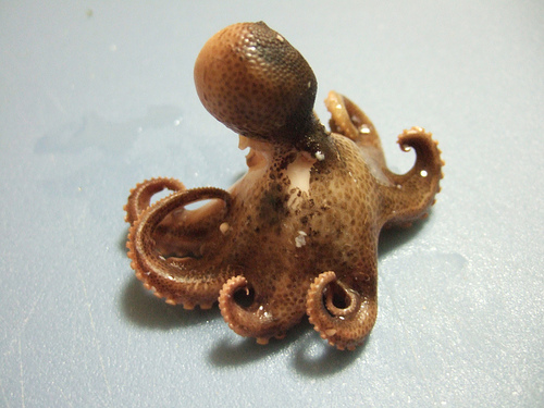 octopus...yum, yum, yum